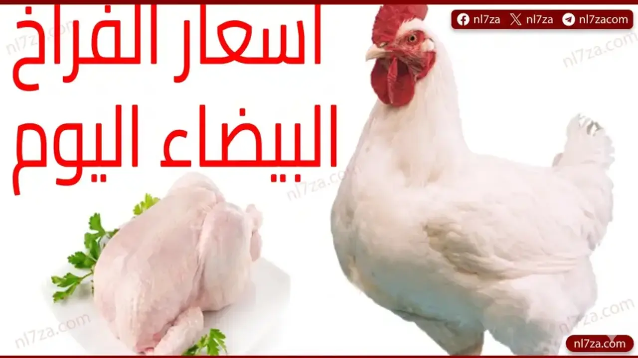 أسعار الفراخ في مصر تتجه للاستقرار بعد ارتفاعات سابقة